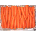 2016 Crop Fresh Shandong Carrot